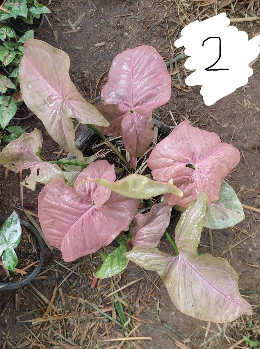 เริ่มขายแล้ว 555555 เผื่อใครอยากช่วยอุดหนุน facebook.com/10190809887700…