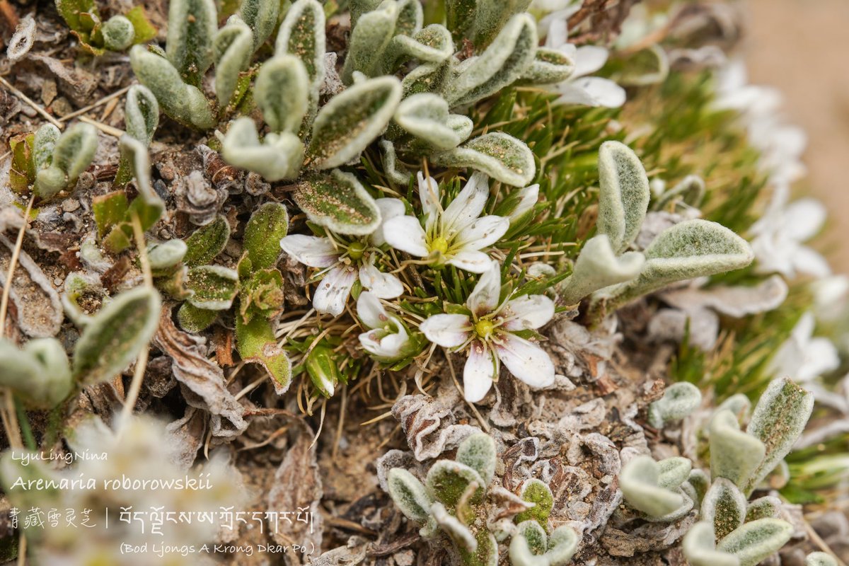 LyuLing1's tweet photo. Arenaria roborowskii 
青藏雪灵芝
བོད་ལྗོངས་ཨ་ཀྲོང་དཀར་པོ།
(Bod Ljongs A Krong Dkar Po) https://t.co/dU7A3NrkLq