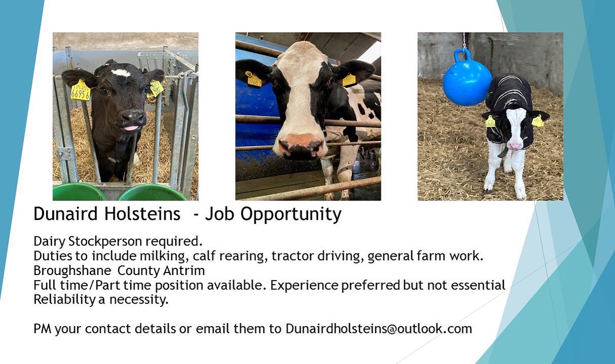 Dunaird Holsteins tweet media