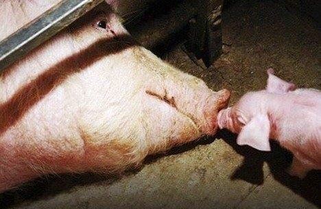 Paul_Vegano's tweet photo. "How can we claim to be a good person while dining on the corpse of a defenseless being" - Anon

Stop Supporting Animal Cruelty
GoVegan🌱🌎

#AnimalRights #GoVegan #EndSpeciesism #Vegan #RosesLaw https://t.co/uVAZZUmiRk