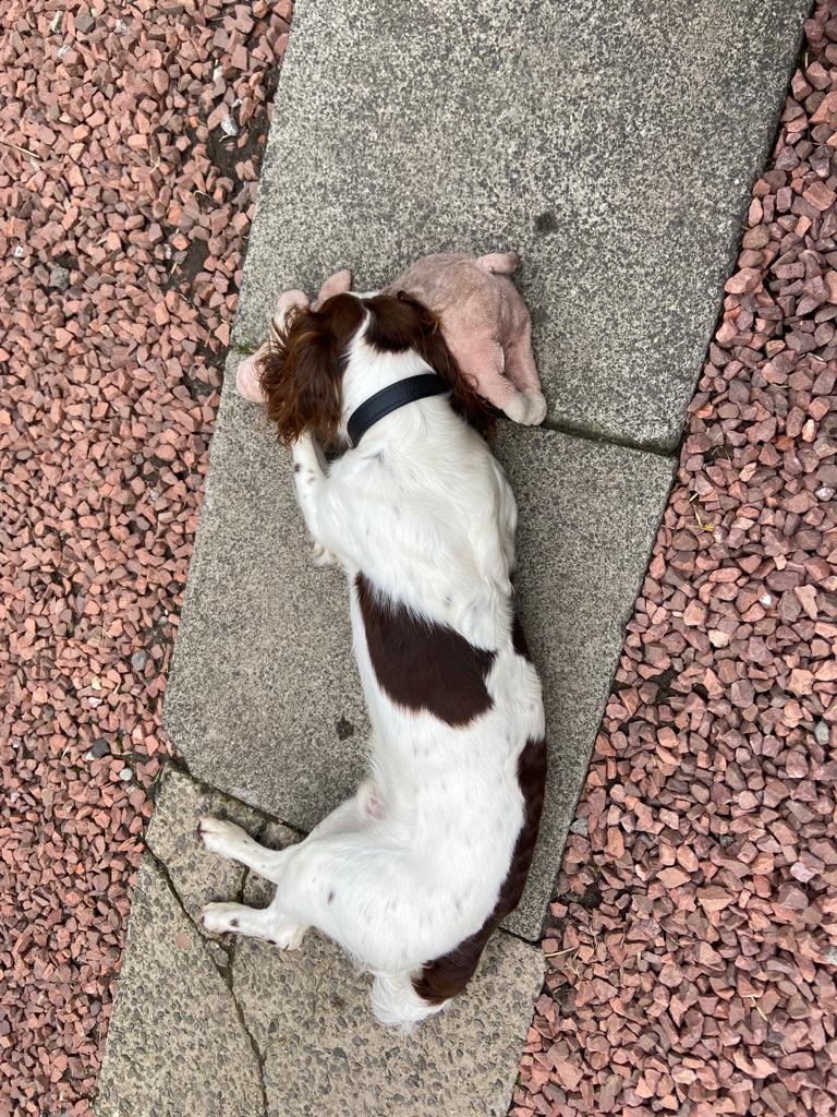 K9Scottish's tweet photo. When it's been a hard week on the nightshifts you sleep when you can 😴
#PDLeo and his little pig pillow 🤣
#SleepySpaniel
#RestDays https://t.co/Y6Sy4AZAu7