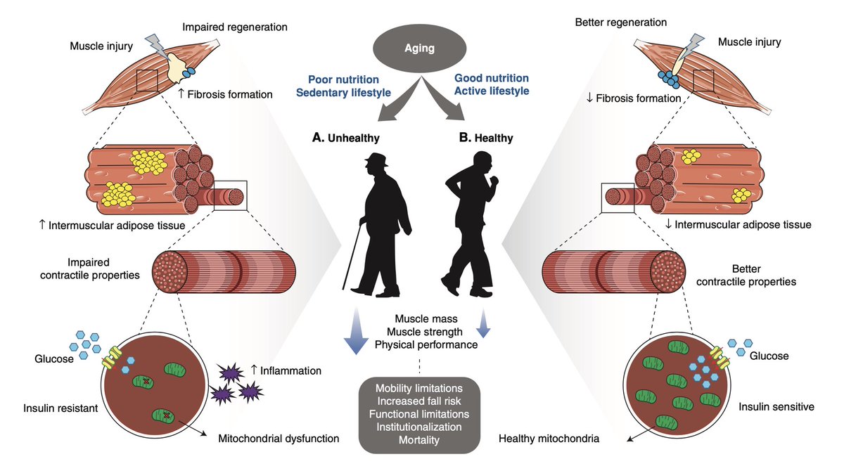 Effects of Exercise and Aging on Skeletal Muscle

Giovanna Distefano &amp; Bret H. Goodpaster | Cold Spring Harb Perspect Med.
#openaccess 
pubmed.ncbi.nlm.nih.gov/28432116/