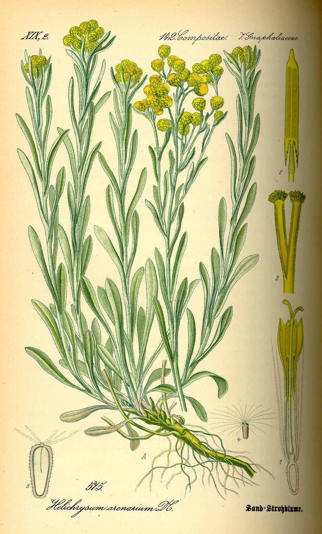 Watanabe インモルテル Immortelle Helichrysum Arenariumとも 薬効が知られ 不死 の名が与えられている 青天を衝け T Co 3iz5zcpyib Twitter