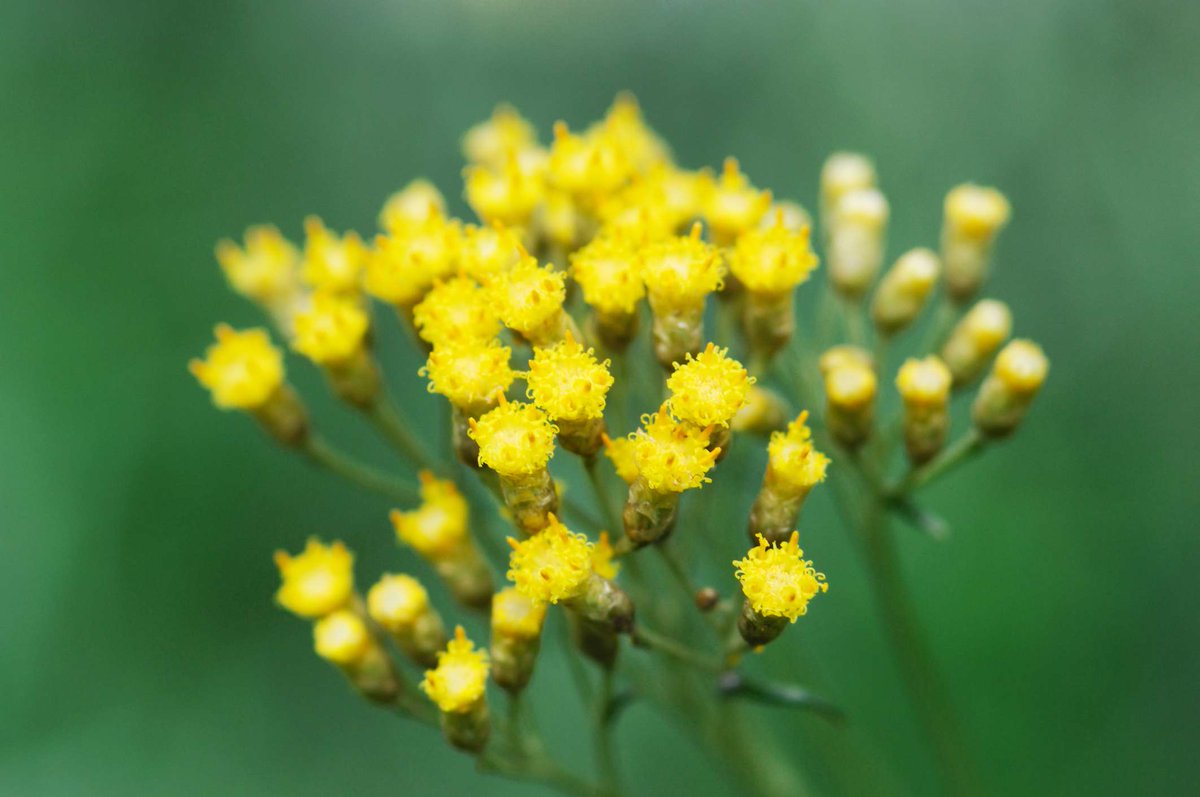 Watanabe S Tweet インモルテル Immortelle Helichrysum Arenariumとも 薬効が知られ 不死 の名が与えられている 青天を衝け Trendsmap