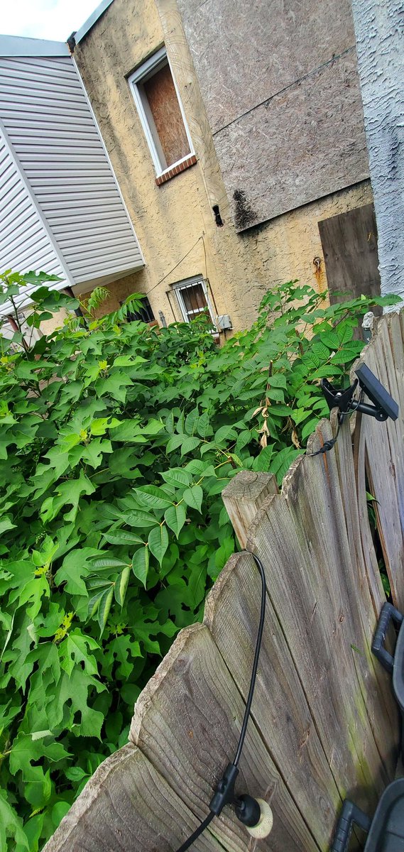 JuliaLeePHL's tweet photo. @PhillyCLIP rear yard area of city-owned house is a hot mess. Weed trees, spotted lanternflies, mosquitos, rodents and other wildlife. Please clean it out, 2140 Latona (Point Breeze). https://t.co/42cB2wFz3q