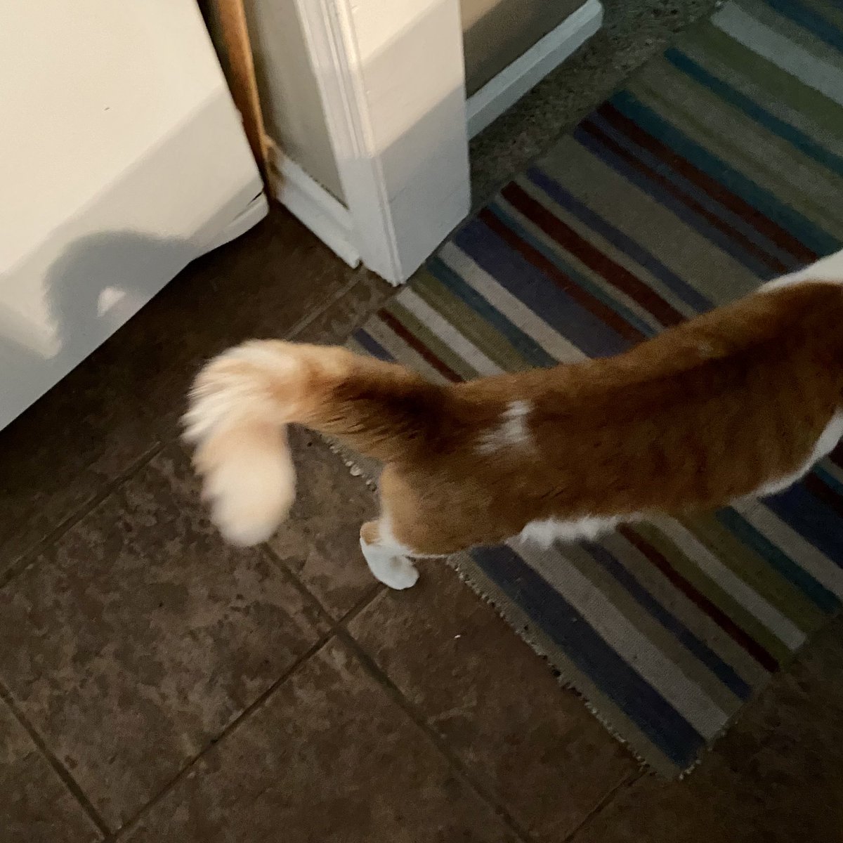 moomanandme's tweet image. Friends! Does anyone else get so super excited over a new kind of treat  that their tail puffs? #CatsOfTwitter , #randomquestion