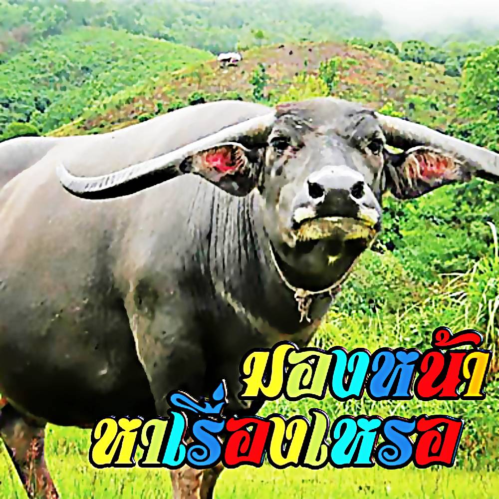 เราชาวนาอยู่กับควาย🧑🏻‍🌾👒👩🏻‍🌾🐃🌾☀️🔪🪓พอหมดงานไถ🥕🚜🧤🩴🛤🛻เราจูงฝูงควายเข้าบ้าน🏚🏝🧼🛖🔦🧽🎉 , แอช ลฟตท