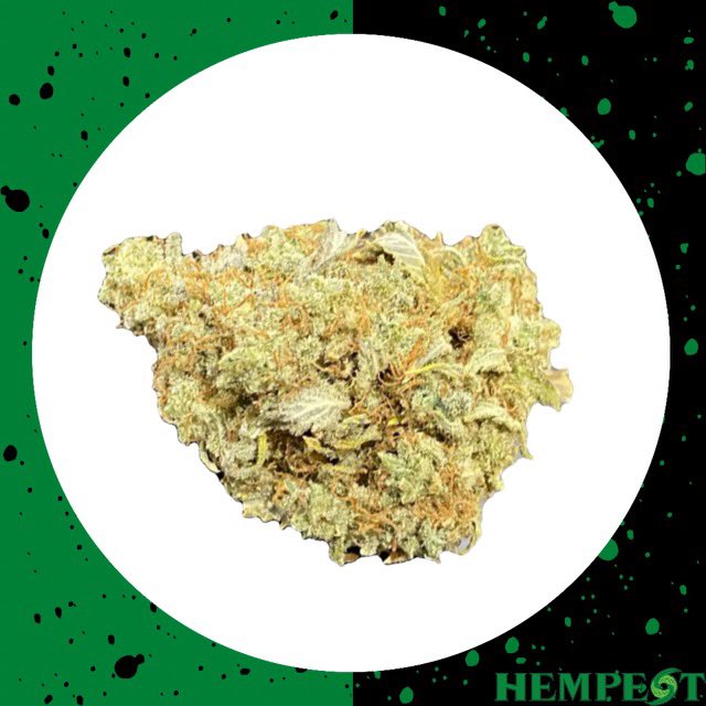 Even skunks need a superhero sometimes. 🦨 

Skunk Hero is a cross of 94 Super Skunk x Mandarin Sunset. 🌿