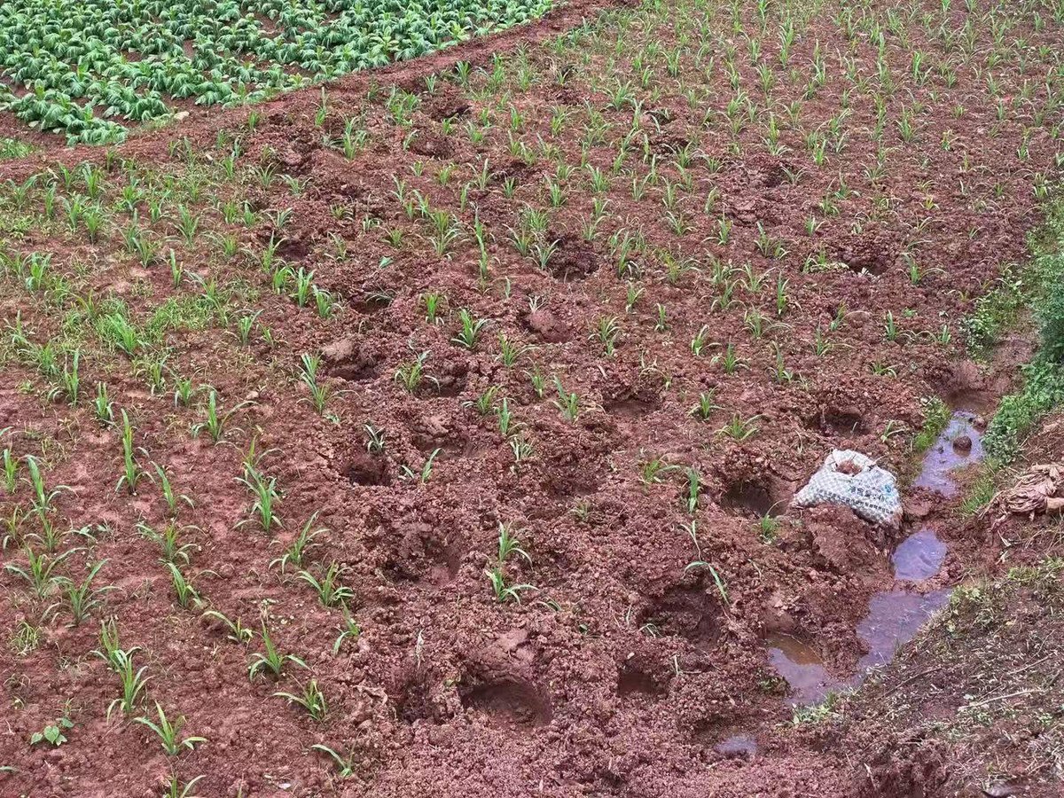 sfoodsupply's tweet photo. Bekende beelden van sporen die #olifanten ook in landbouw gewassen van #kleineboeren kunnen achterlaten. In Azie, Afrika, Latijns Amerika en zoals op deze foto's te zien is ook in 't zuiden van China.
https://t.co/aZg6C3Rd0u @ADnl @wnfnederland @Kameroennet #wildschade #wildlife https://t.co/YS1HLza34H