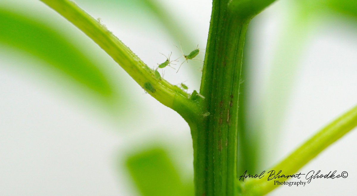 Conspiring aphids against my research on pest control 😜😜
#insectphotography #macrophotography #aphids #sonya6400 #universityofqueensland #rnai #bioclay