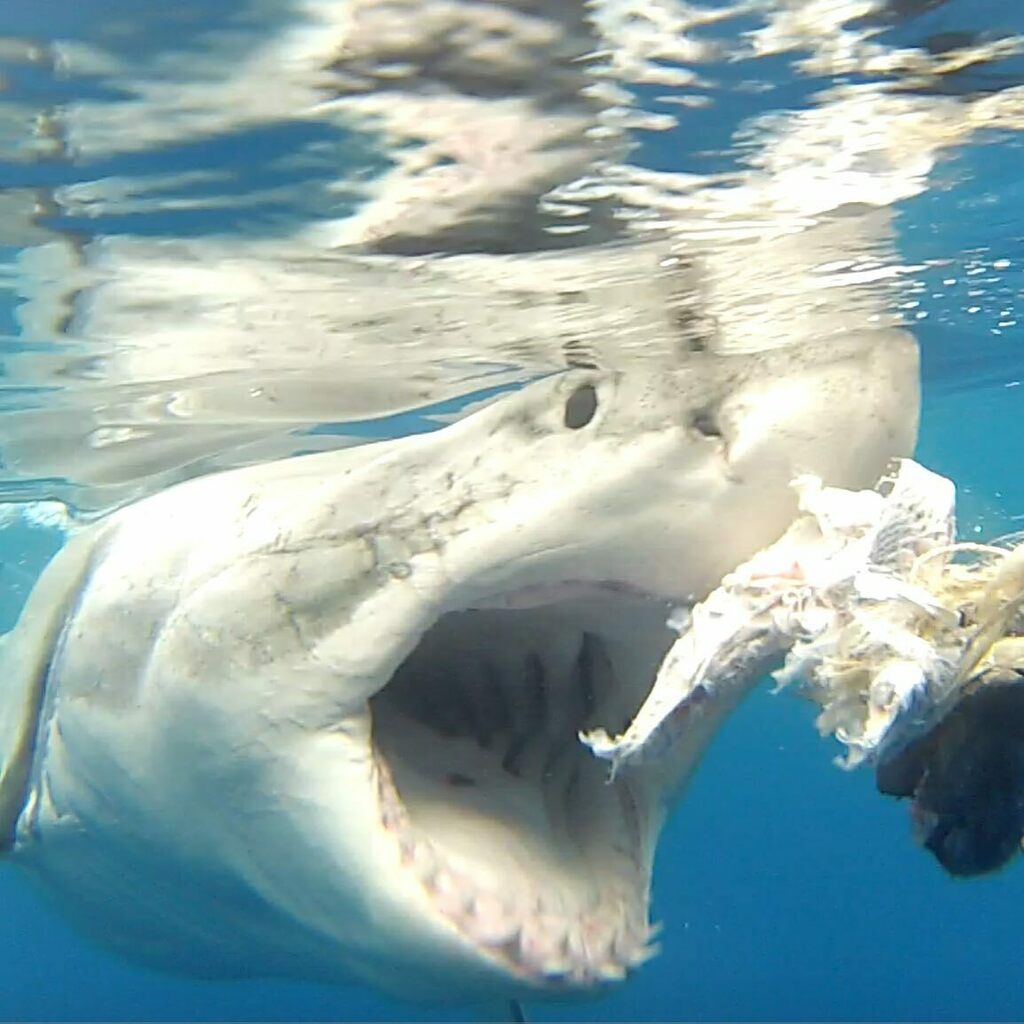 Shark Diving Xperts tweet media