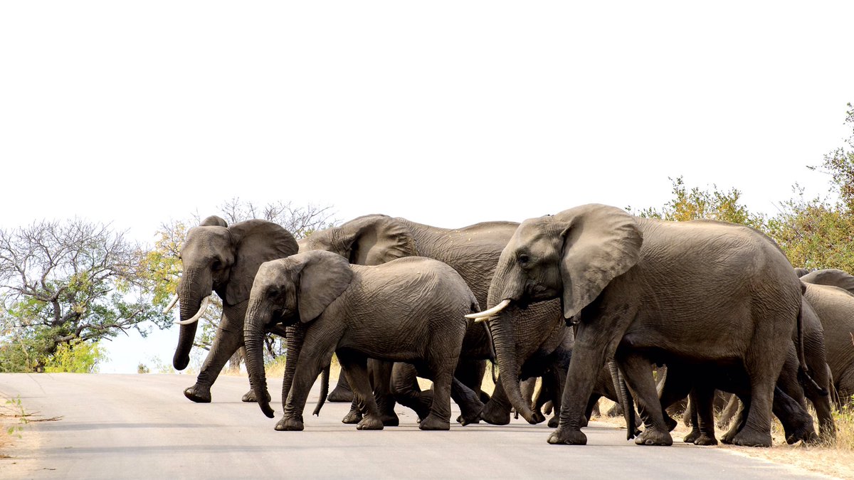 gardenxplorer's tweet photo. Kruger National Park #krugernationalpark #liveyourwild #sanparks #SouthAfrica https://t.co/81LYK4j3Z1