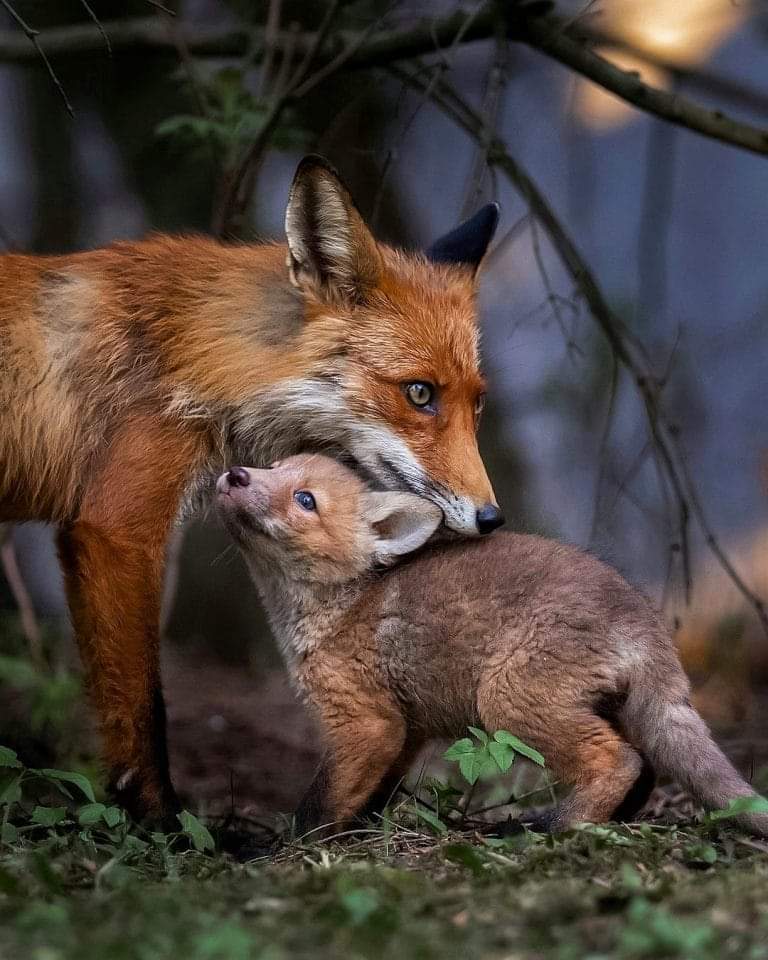 Please keep us safe from the hunts. Take action &amp; end all hunting licences on National Trust land - keeptheban.uk/national-trust…