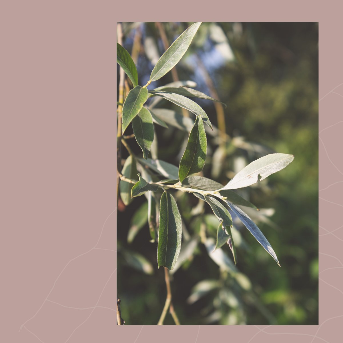 cityofguelph's tweet photo. #AnitaCazzola #ArtistinResidence #botanicalreclamation #DyePlantoftheWeek Aug 15-21: Salix (AKA Willow, sallow, or oiser). Look for these in #curiousspaces around #Guelph &amp; submit photos + coordinates @neatcazzola on Insta! https://t.co/JM1LSoW8kt https://t.co/g7TDJl56zB