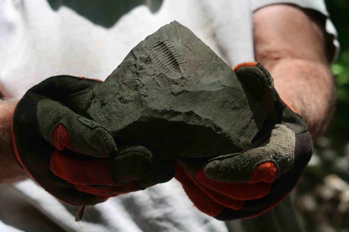 Paleontological Research Institution tweet media