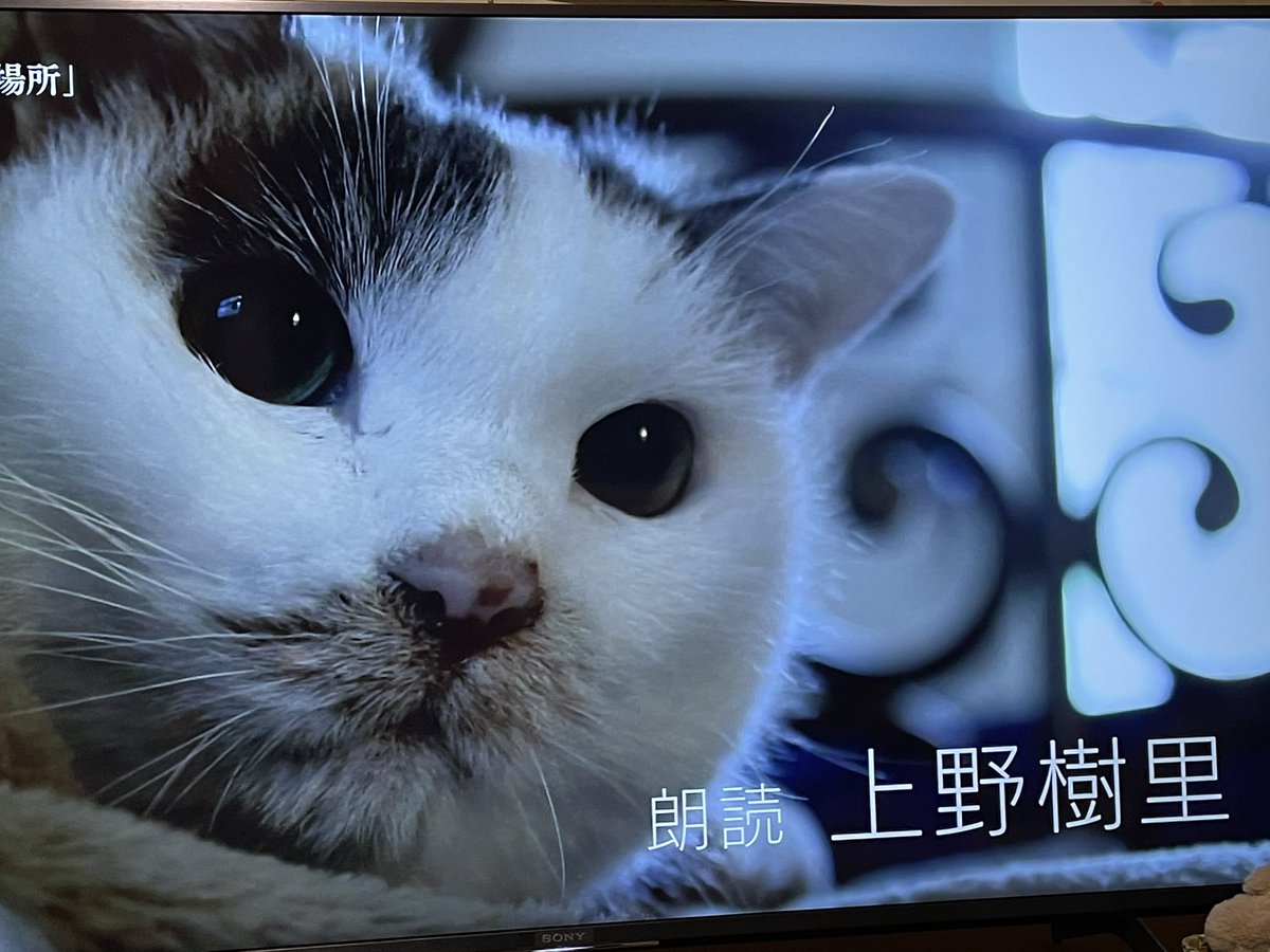 猫も杓子も