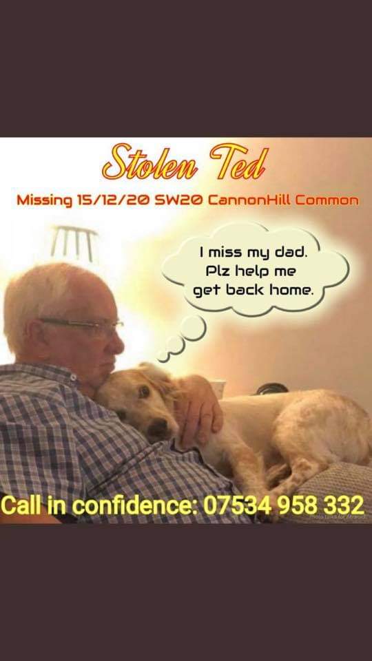 #BringTedHome Twitterstorm TONIGHT 15/8/21 EIGHT MONTHS TODAY TED WAS STOLEN WHEN HIS OWNER WAS KNOCKED TO THE GROUND & he was taken If they could do that to his friend what were they going to do with him WE NEED THIS TWITTERSTORM TO BE BIG/LIGHT UP TWITTER/INSTAGRAM/FB WITH TED
