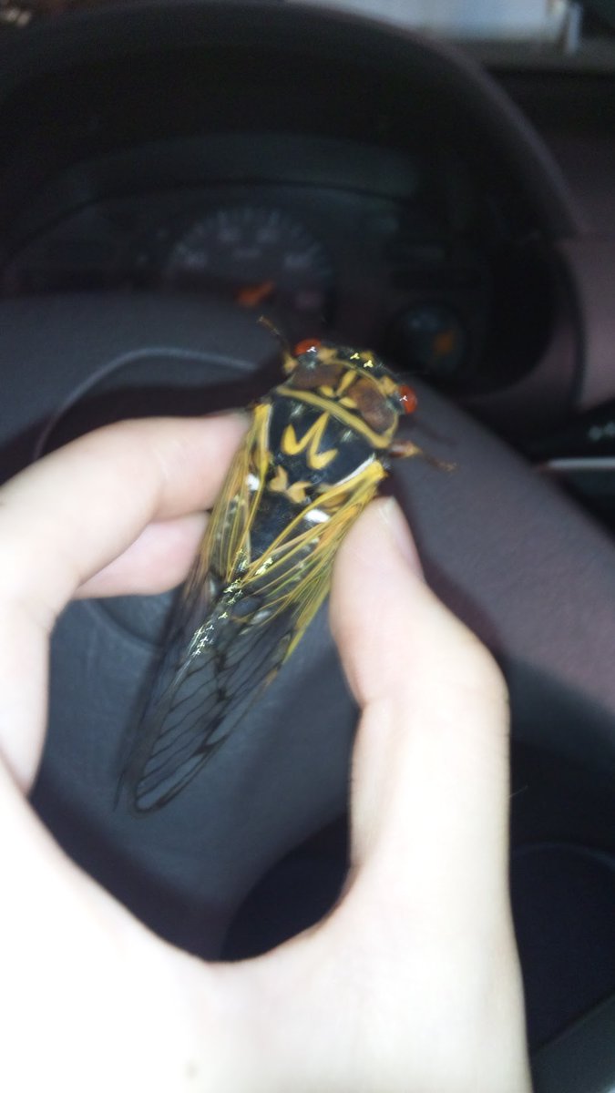 turbo_bug's tweet photo. 昔のエ���ゼミ拾ったときの写真でてきたー！
かわいい！ https://t.co/PFqGevKxAe