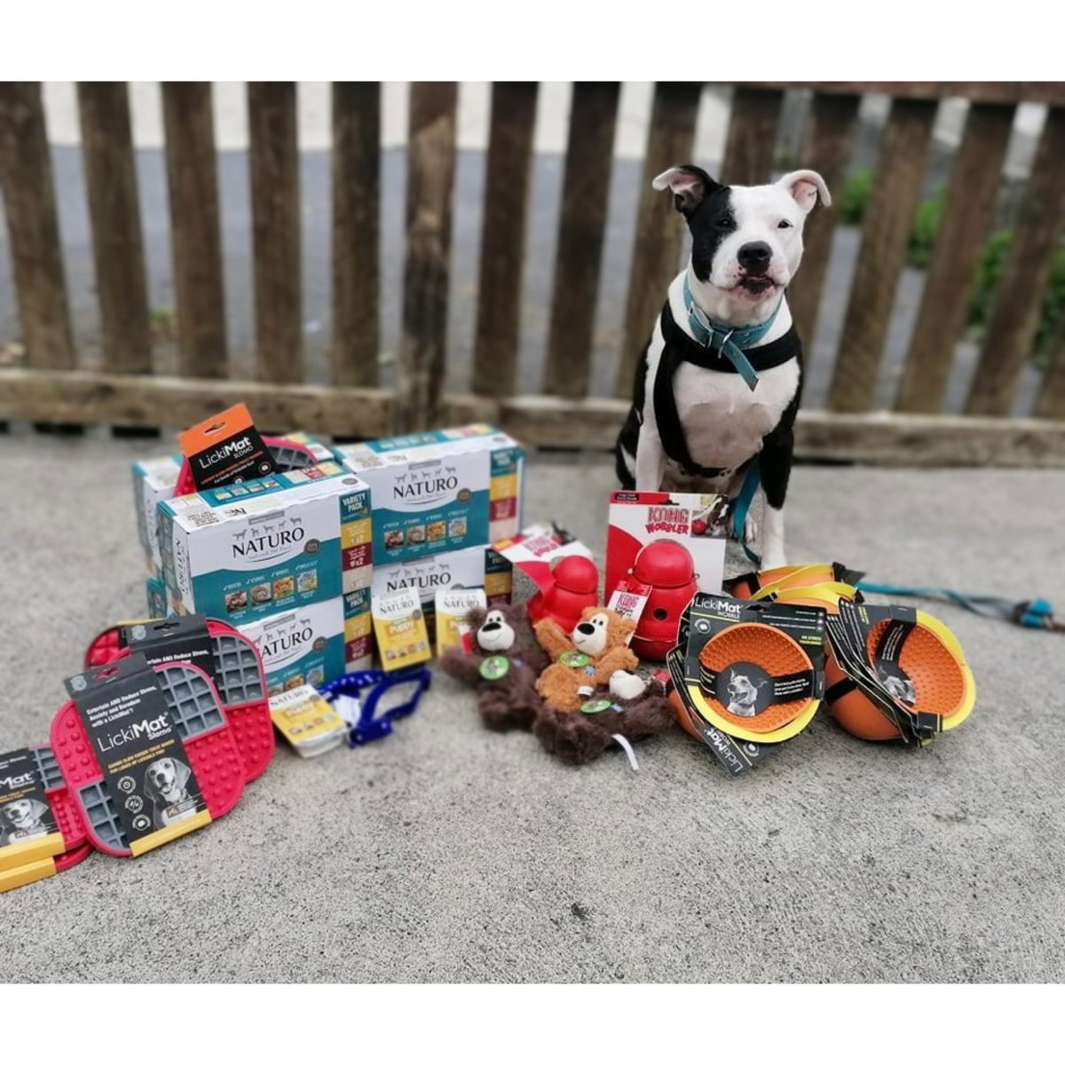 MADRADogRescue's tweet image. Suzy our bestest girl sends wags and kisses from all the MADRA dogs for the fab gifts that came in this week via @Pet_Connection ordered by such kind supporters 🐶👏🐾

Thank you all so very much 💕

( she chose the bear for cuddles)

#MADRA #Kindness #RescueDogs #Sunday