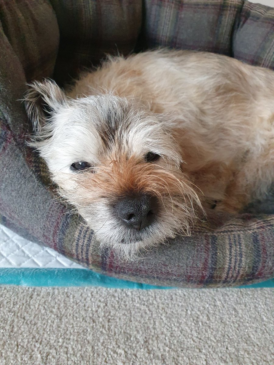 People of twitter, show me your best dog pics. We need cheering up, our lovely Jack left us today 😢 🌈 #BTPosse #DogsOfTwitter