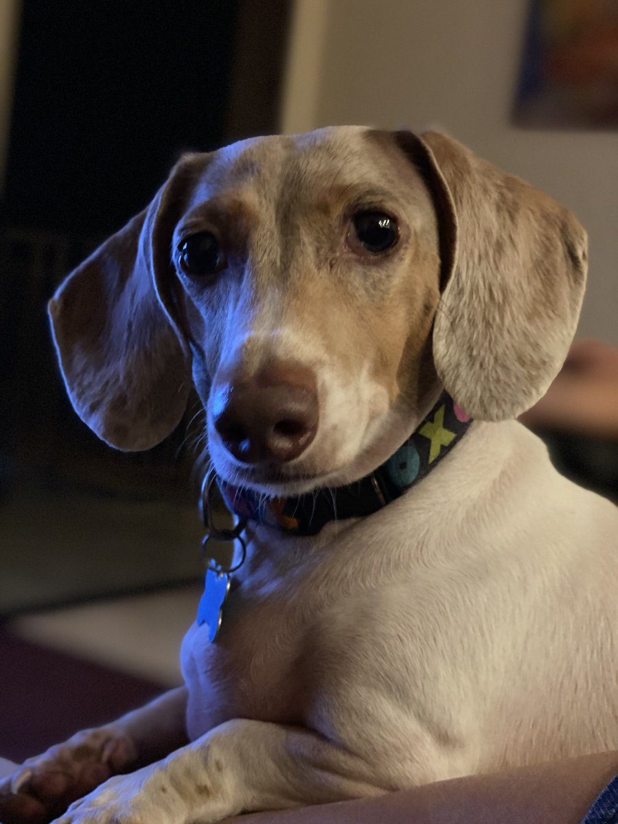 BeInspiredFL's tweet photo. @CatherinVaritek #DogDaysOfAugust https://t.co/sPW9CdSkqM