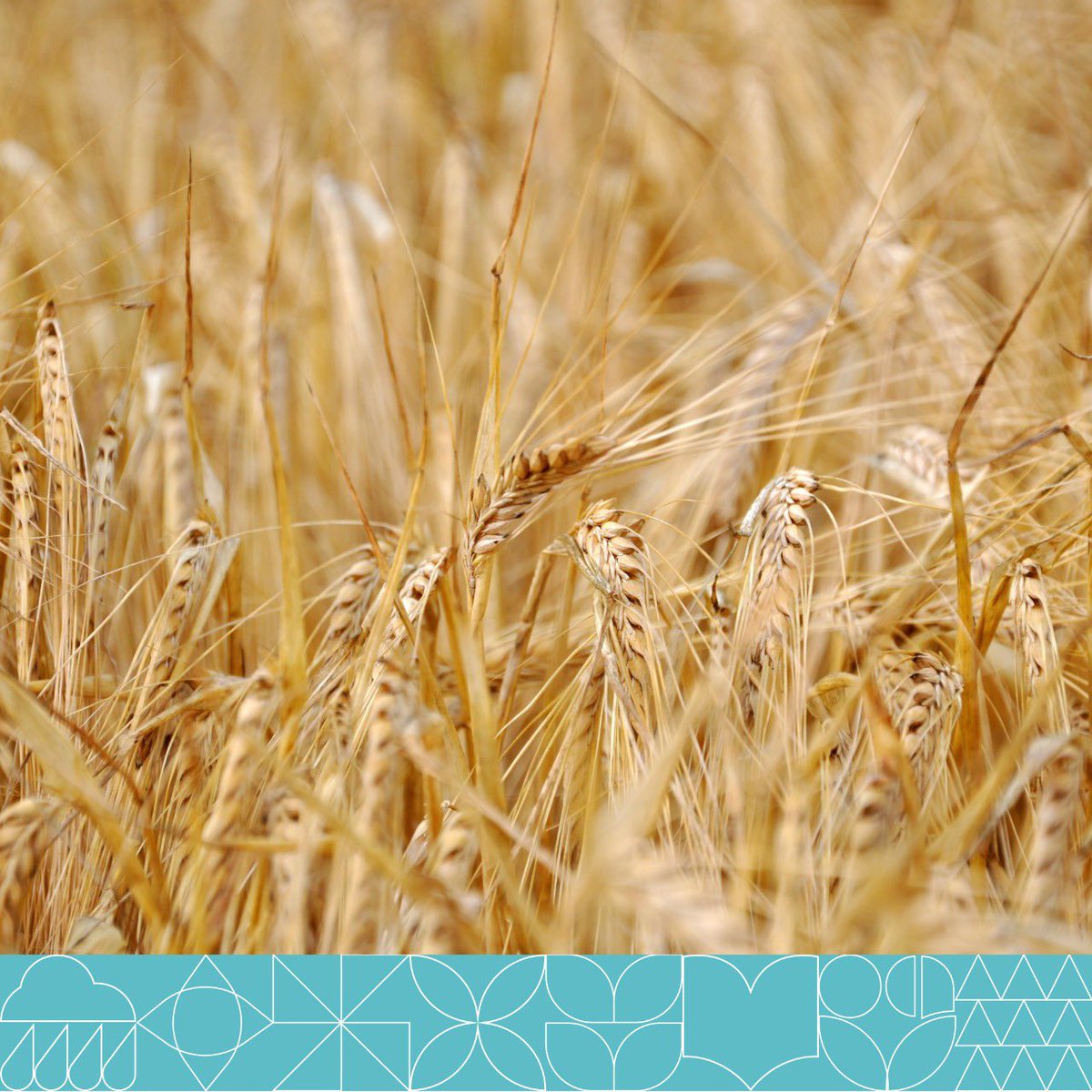 MFAEgOfficial's tweet image. #FoodSecurityMatters: Food security is key to a #healthy living, and plays a fundamental role in catalyzing progress towards the @UN Sustainable Development Goals (SDGs). The Government of Egypt works towards developing the food supply processes across the country.