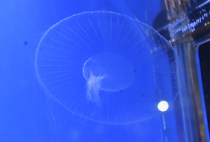 くらげ 高画質 のtwitterイラスト検索結果 古い順