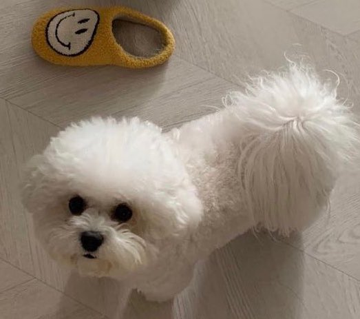 kyoilys's tweet photo. ππππ ruby is so big now but sheβs still so adorable i love this dog so much https://t.co/oh5XXfUFxw