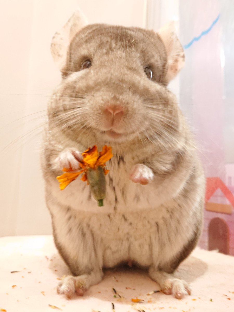 もも家のもふもふ もも家 おこめくん チンチラ 丸顔で笑顔 ツンデレでもグルメでもない犬のようなチンチラ こむぎくん チンチラ 男の子だけど美少女 ちょっとツンデレ たまごちゃん アフリカヤマネ 引きこもりだけど むちむちで もも家のもふもふ もも家 おこめくん チンチラ 丸顔で笑顔 ツンデレでもグルメでもない犬のようなチンチラ こむぎくん チンチラ 男の子だけど美少女 ちょっとツンデレ たまごちゃん アフリカヤマネ 引きこもりだけど むちむちで