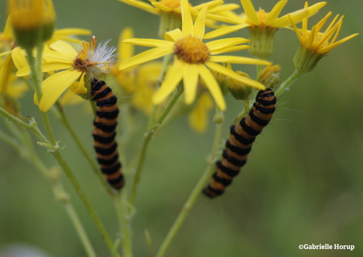 Cinnabar moths start life as yellow and black caterpillars and are particularly fond of munching on ragwort plants. Their bright colours warn predators that they’re poisonous - but they only build up their poison after feeding on the ragwort! 🐛🐛
wildlifetrusts.org/wildlife-explo…