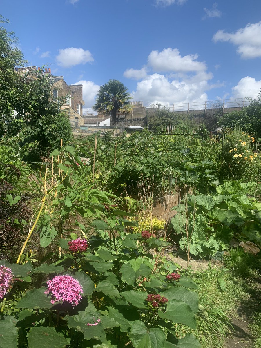 @CgnWalworth @cmcollins_hort thanks for advice & workshop on setting up allotments and growing veg, great advice for local community gardeners! Amazing hosts on lovely fielding street allotments : )