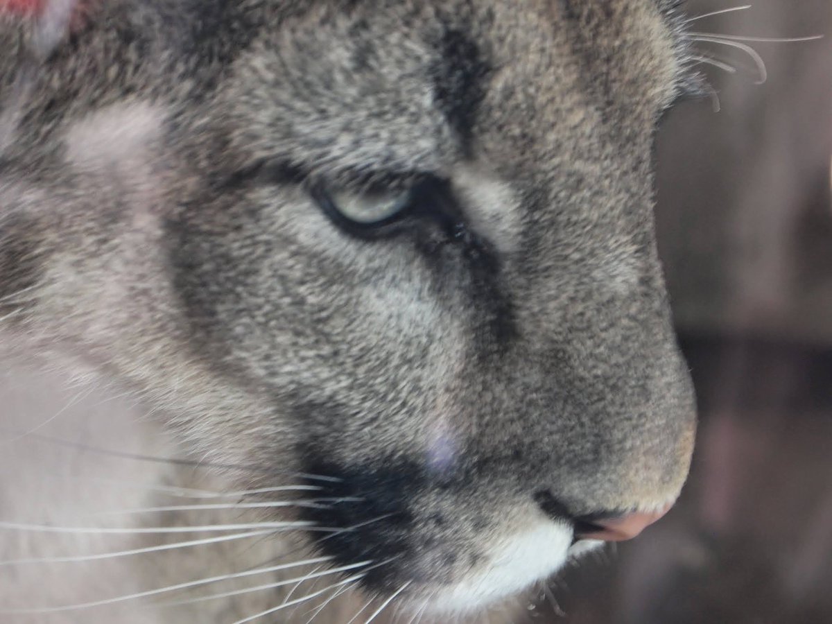 Stephen33364455's tweet photo. Mountain Lion, Sonoran Desert Museum, Tucson, AZ, April 2014 https://t.co/S2wkfvhrfd