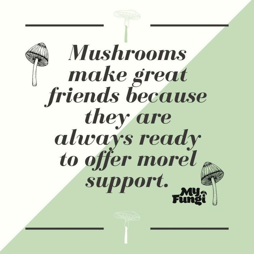 My Fungi on Twitter "Funguys and full of morel support! Mushrooms