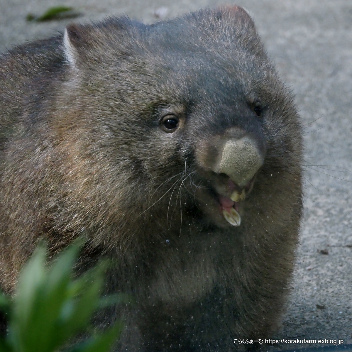 ウォンバット のtwitter検索結果 Yahoo リアルタイム検索