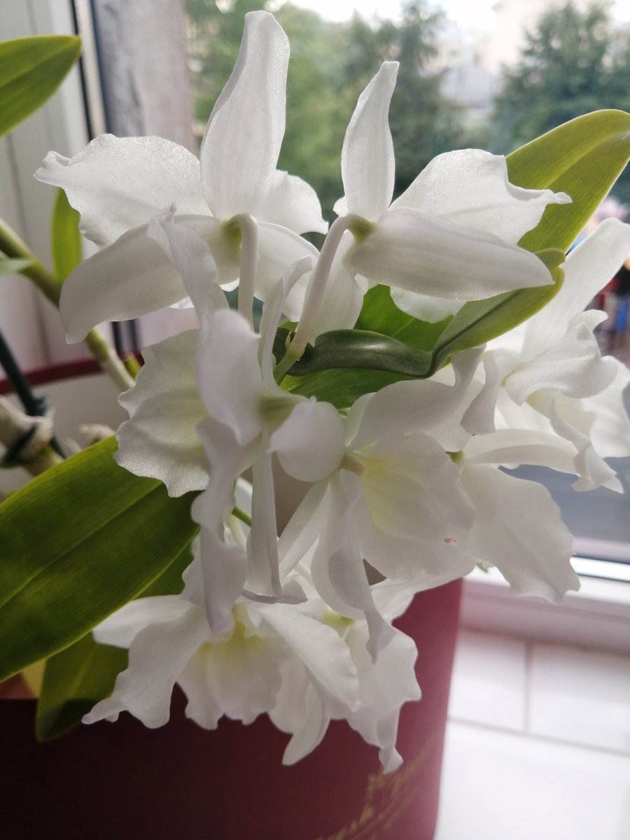 Orhidee

victoria-arts.com

#orhidee #orchids #orchid #whiteflowers #everyday #life #nature #Flowers #summer #white 
 #VictoriaArt #paintingswoldartist #catsand1dog #victoriaart9 #photosnature_victoria #bloomingflowers #instablooms #bloomsoftheday #blooming #greenpark #view