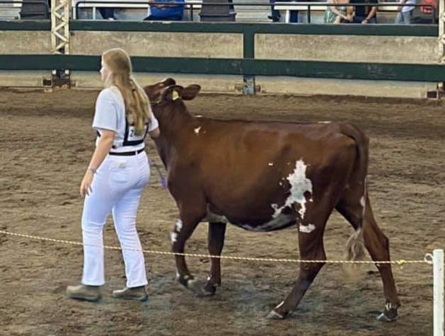 bamffa's tweet photo. Megan exhibited her Dairy Cattle in the Youth Dairy Show @IowaStateFair https://t.co/02k0YBN61t