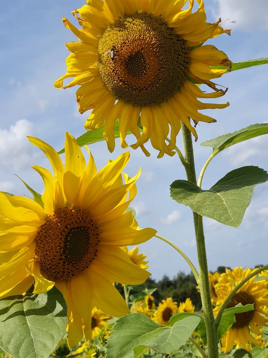 magdalenaerts's tweet photo. #vrtweer #Borlo 13.00 nog mooi https://t.co/bk0G30plew