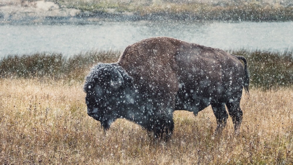 regeneration_in's tweet photo. 70% of grasslands have been degraded. We can restore them using holistic planned grazing.

Learn more ➡️ https://t.co/Ns5gllHw6I https://t.co/iSYZvGQB6a