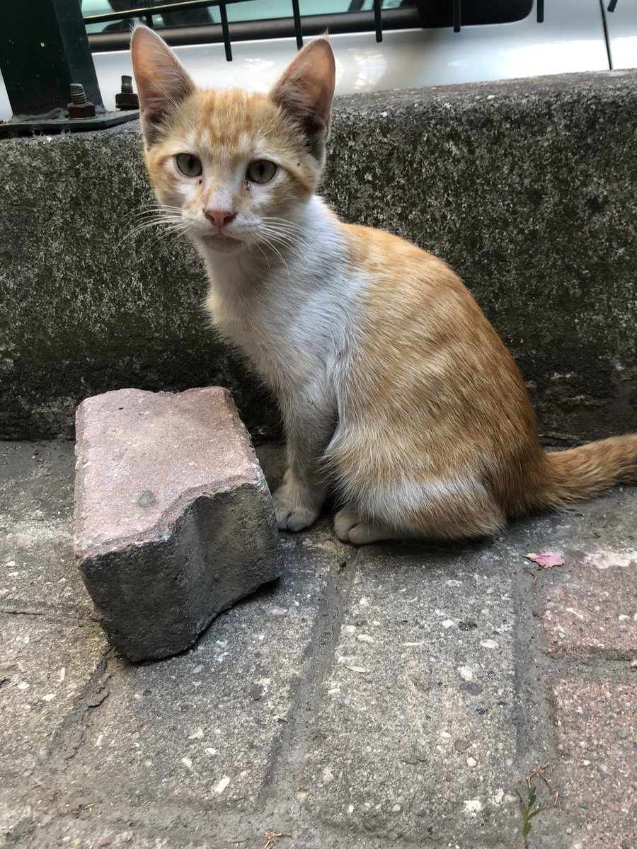 duygu dokuz tweet media