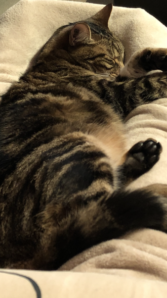 marie_praa's tweet photo. ⚠️[𝗛𝗘𝗟𝗣]⚠️ Mon chat Orion n'est pas rentré hier
Il a un pelage court marbré, tatouage à l'oreille.
Il est très craintif
Secteur REIMS près de l'Eglise Saint-Thomas
N'hésitez pas à me mp si vous pensez l'avoir vu !

SVP, RT pour m'aider, je suis très inquiète😭💔 https://t.co/ULtem5R3xp
