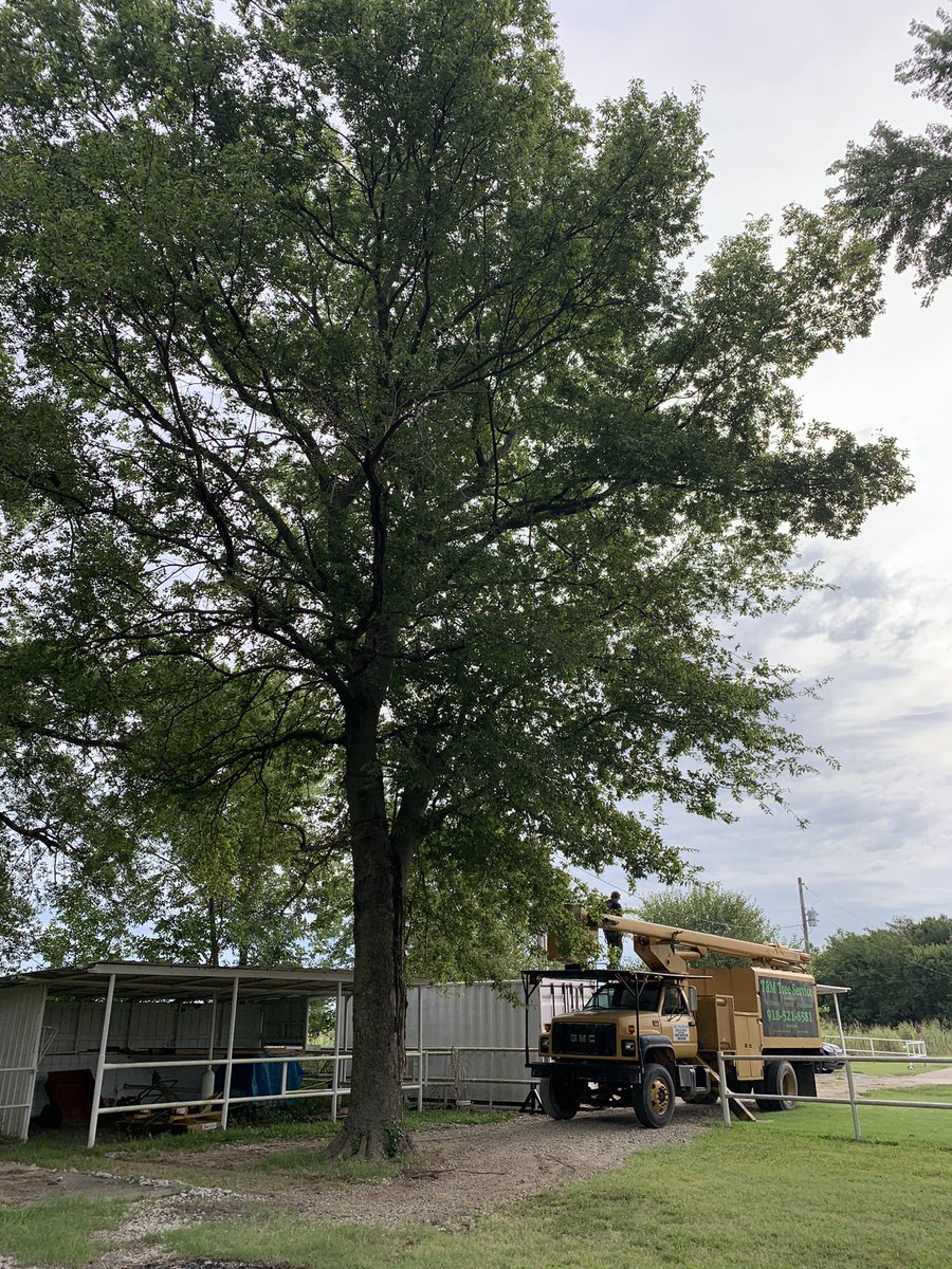 T_M_TreeService's tweet image. Call us today for a free estimate on your tree! We removed this large hackberry the other day! #Largetreeremoval #smalltreeremoval #stumpremoval #stumpgrinding #treetrimming #treepruning #locallyowned #familyowned #insured #bonded #calltoday #freeestimate #Tulsa #brokenarrow