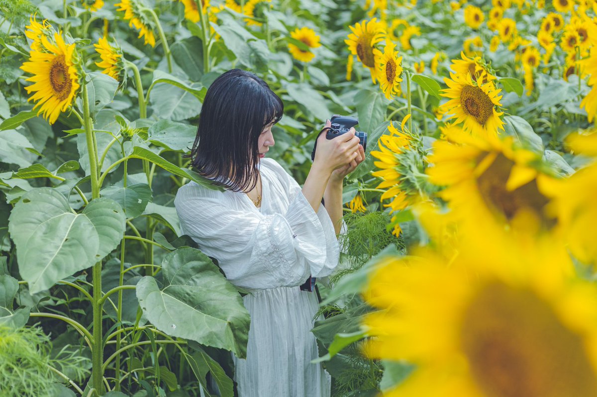 bsket86's tweet photo. ひまわり畑🌻
location．鼻高展望の丘公園
#ひまわり　#ひまわり畑　#向日葵　#カメラ　#フィルムカメラ　#フォトグラファー　#photography #photo https://t.co/AfTt9GdEEH