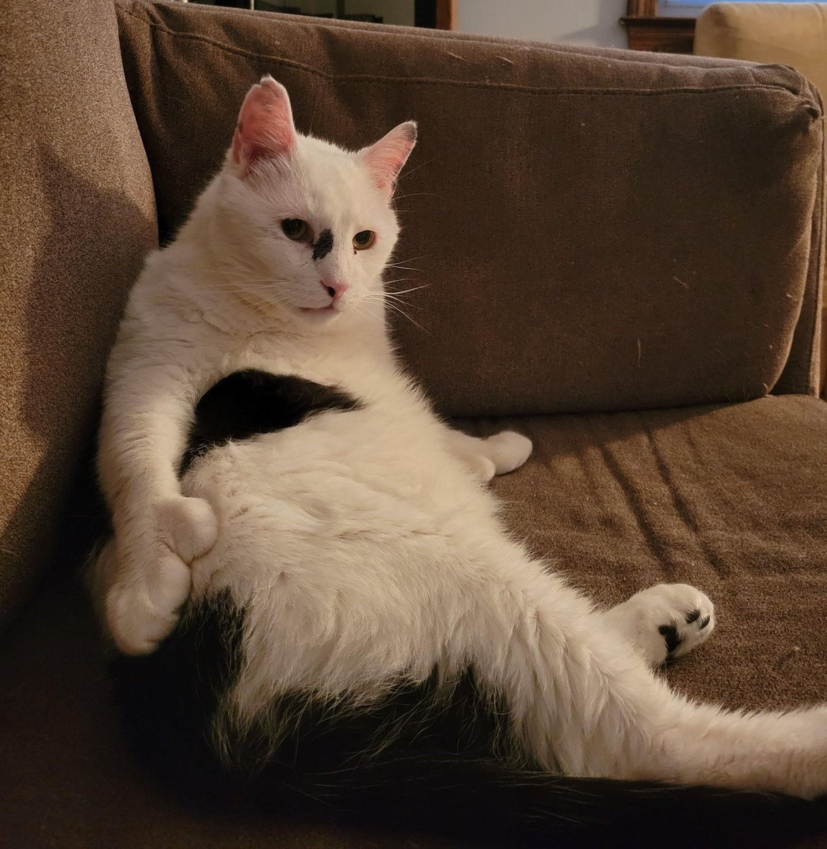 CatLoverFlorid1's tweet photo. Have Relax ❤️🐱😂🤔👇👇👇

👉👉 I regularly upload pictures of cats to this account. If you like cats, you can follow me. Thank you.❤️

#CatsOfTwitter #wtfhappenedin1971 
#cats #BidenIsALaughingstock #cat
#cutecat #KeepPounding #Taliban #InternationalCatDay https://t.co/XEyTpZ3oLQ