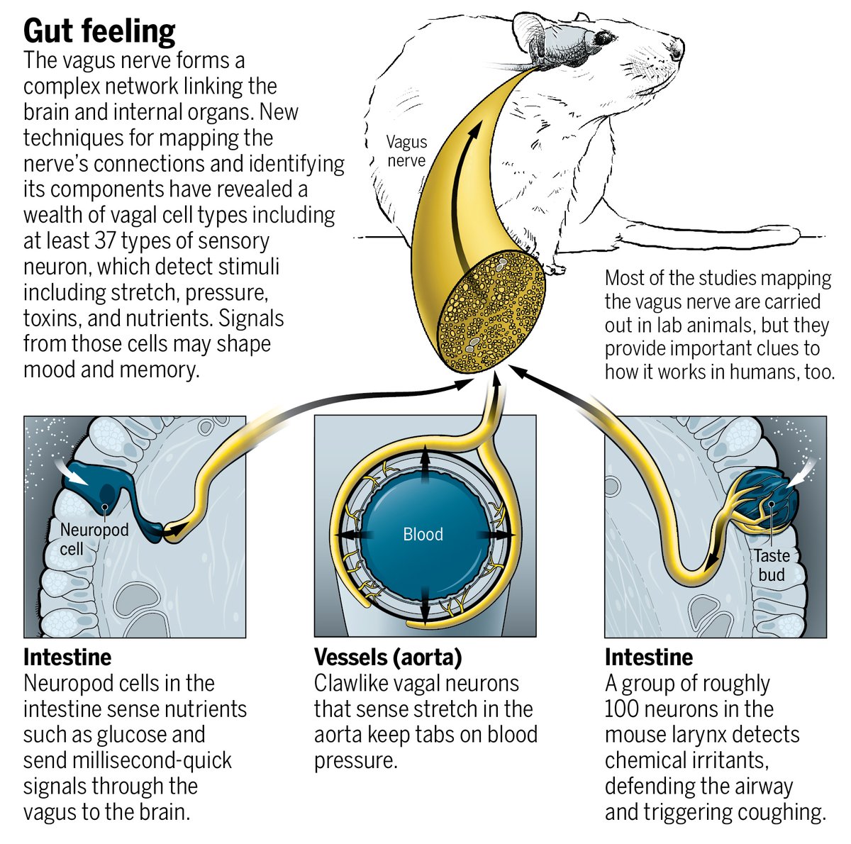 ScienceMagazine's tweet photo. Scientists are unraveling how our organs talk to the brain—and how the brain talks back. 

Learn more: https://t.co/0KbveETBSc @ScienceVisuals #WeekendReads https://t.co/TMEI63qJgh