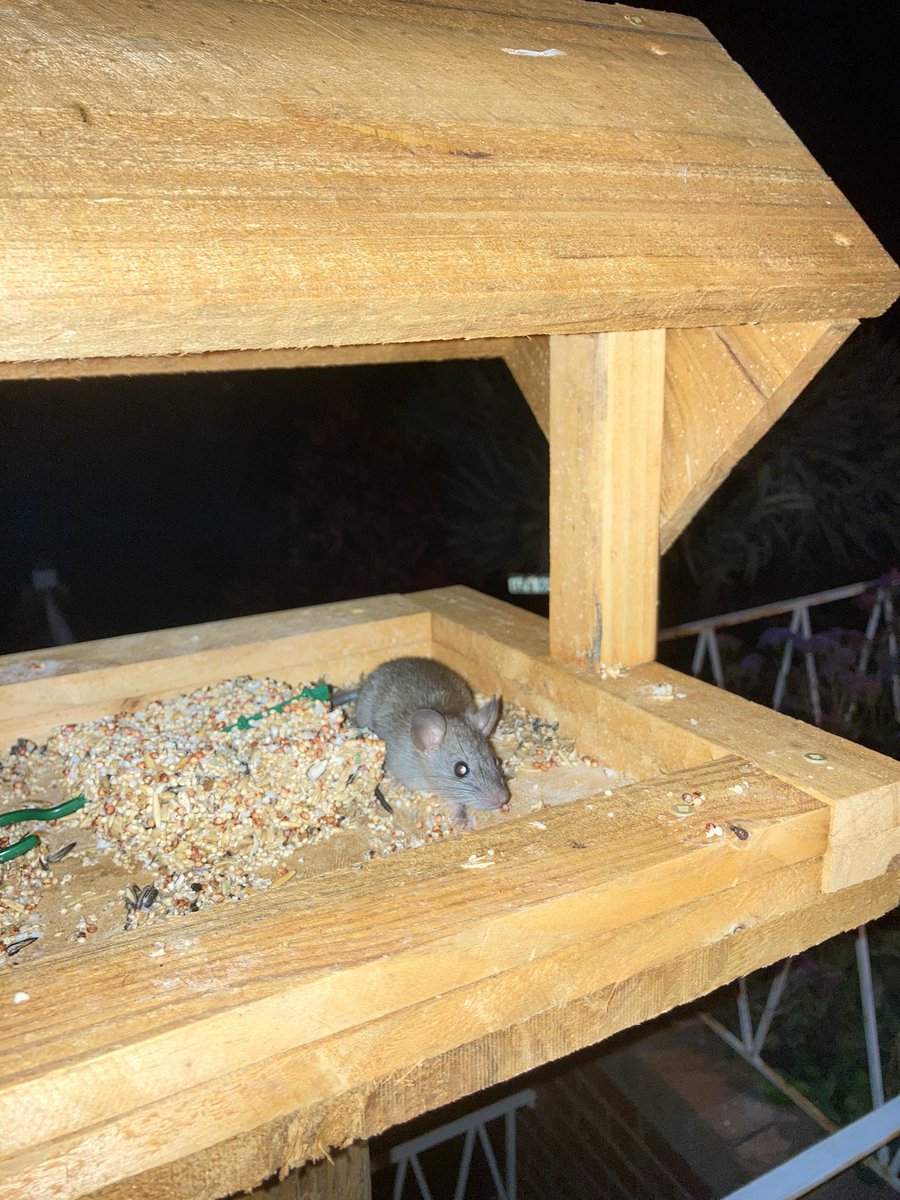 giahyde_'s tweet photo. thought I had my first bird come and visit my bird table but met this little dude instead 🐭 https://t.co/ssvIk3XwTz