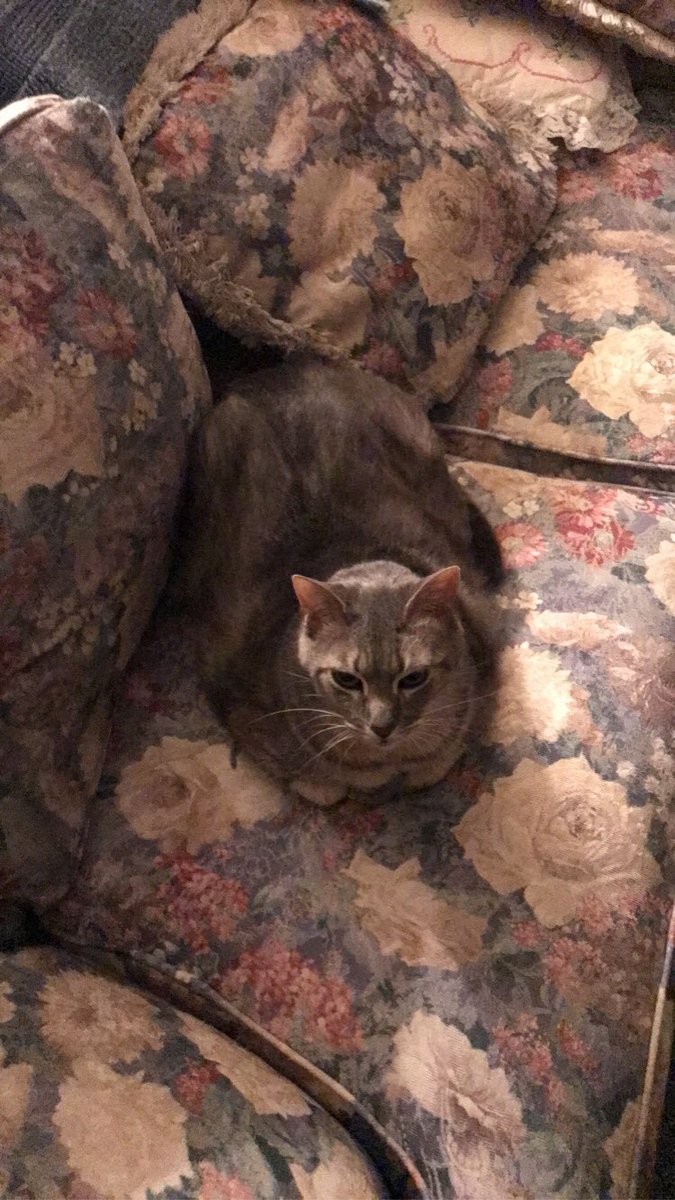 CatJaxxon's tweet photo. This is my couch now                                #CatsOfTwitter #Cat https://t.co/Kpb5dc9RSW