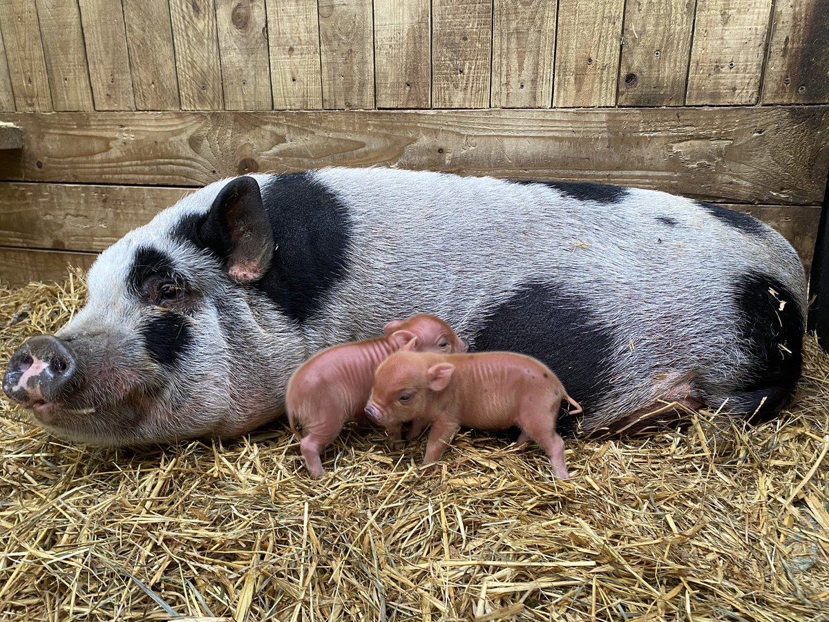 FarmNanny's tweet image. How adorable are these tiny piglets #pug #piglets #farm #farminguk #countryfile #countryside  #looknorrh
