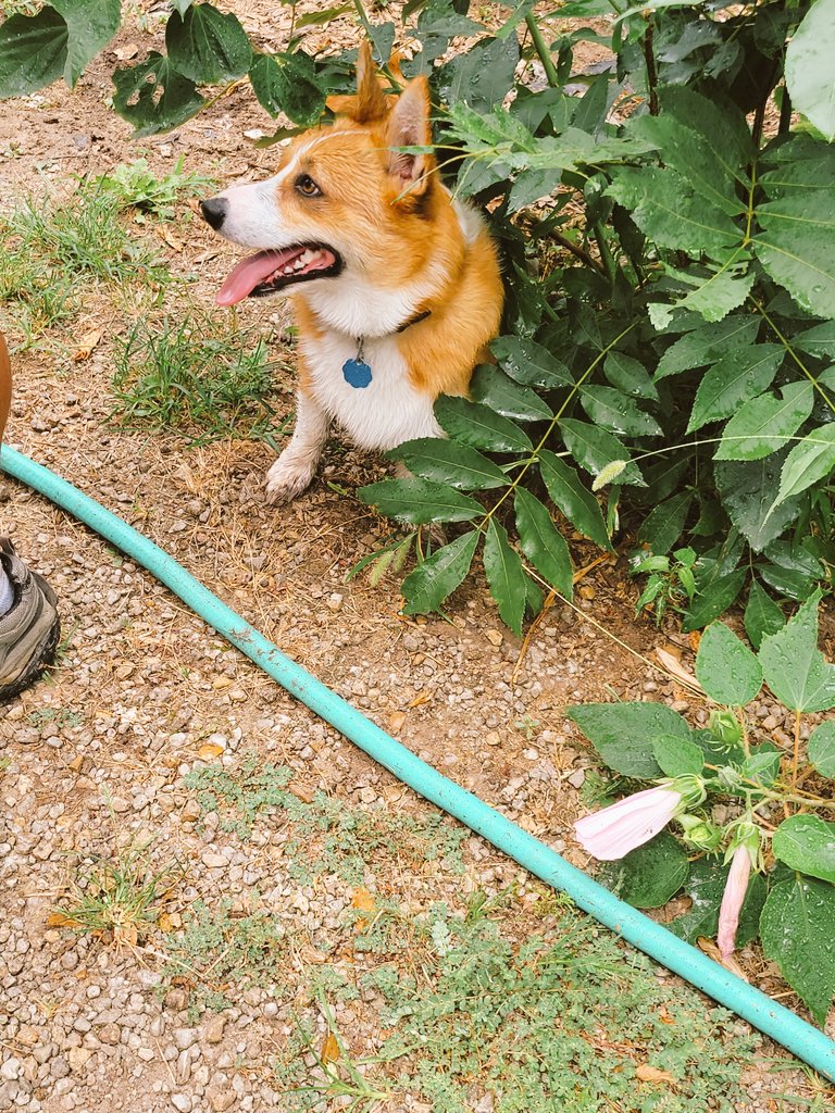 0xFynlee's tweet photo. We washed dad's truck today! Dad said to mom "Now it's time to wash the corgi!" The best days usually end up in the bath! https://t.co/7ZXWxOqfJC