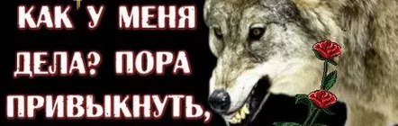 выйбы всех картинок с костель можно описать неамурским тигром 
