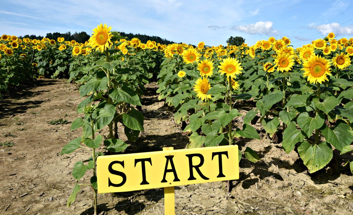 stanhudy's tweet photo. #TodaysAssignment
Hickory Hills Farm first-ever Sunflower Maze in Johnstown https://t.co/U2UQohpey4